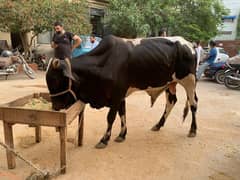 3 Hissay available in cow