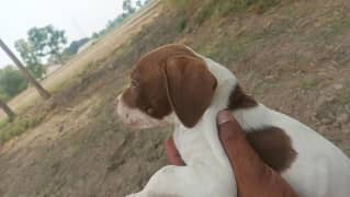 English pointer female