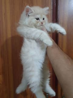 Cute