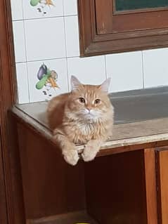 Double coated pure Persian cat