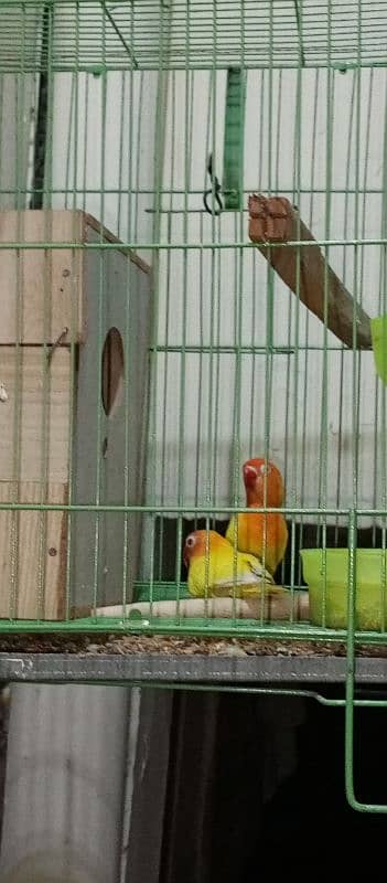 Love birds pair with cage
