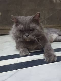 Short hair adult male cat