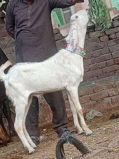 Desi