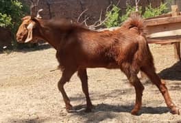 Special Qurbani Bakra