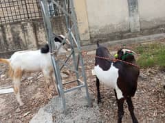 Bakra 2 Dant Khassi qurbani 3 Bakra hain 03194880686