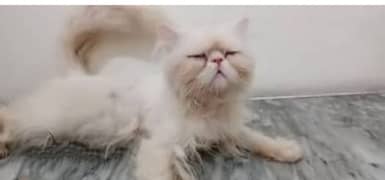 Full punch face Persian male cat