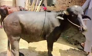 Qurbani K Janwar | Kata | Katta | Wacha | Bull | Sale | Qurbani |