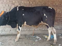 Cattle for qurbani