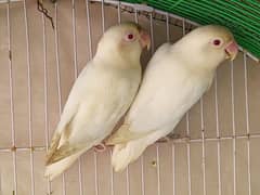 Breeder