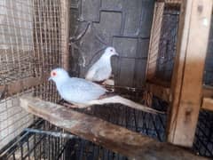 Dove