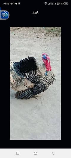 breedar