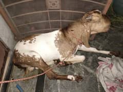 Qurbani