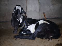 3goat for sale
