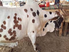 Qurbani Hissa Is Available