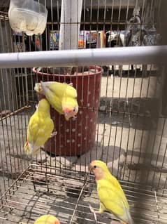 Love birds pathy