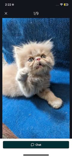 Pure piki kittens