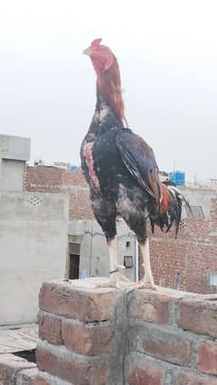 Aseel Sindhi murga