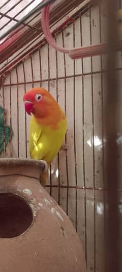 lotino personata red eye male