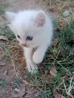 persian cat