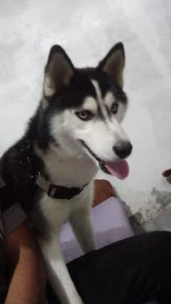 husky male dog for sell