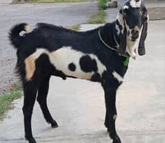barkay for sale