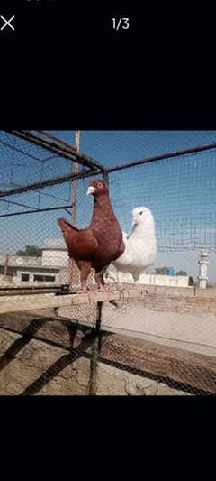 king pegion pair
