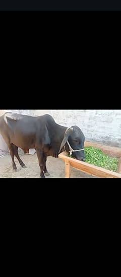 2 teeth dondha werah bull for sale
