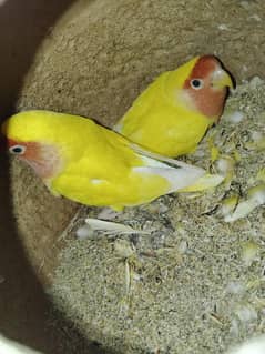 parrots and cage sell