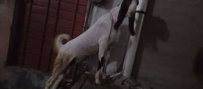 qurbani