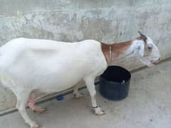 tapri