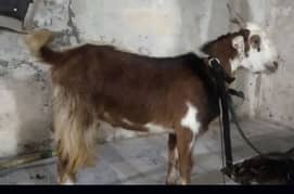 Bakra qurbani wala 2dant Bakra for sale bohat km price  Sirf 30k/30000