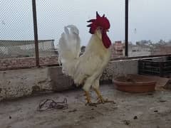 Farmi Murga