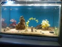 Molly Guppy's Baby 30 to 35