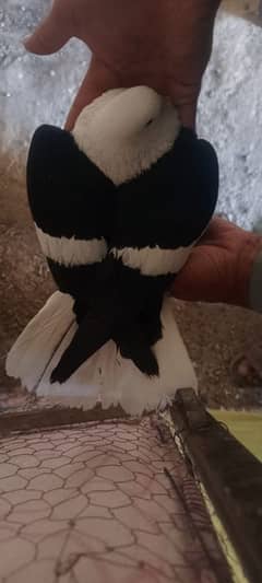 Beautiful karbalai female .
