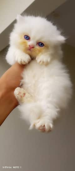 2 high quality kitten's available for sale blue 