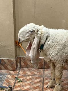 2 chatray pkay kheray Hain ghr k palaye huvy