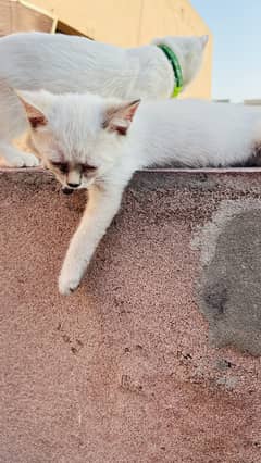 himalayan kitten fully vaccinated biofel plus rabbies