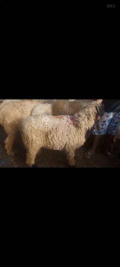 mondra