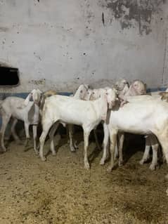 Rajanpuri bakra