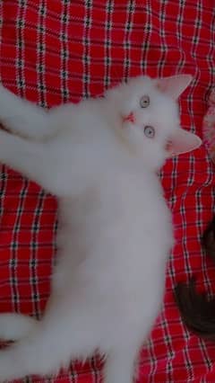 persian kitten available