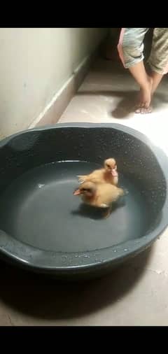 Duck chicks pair