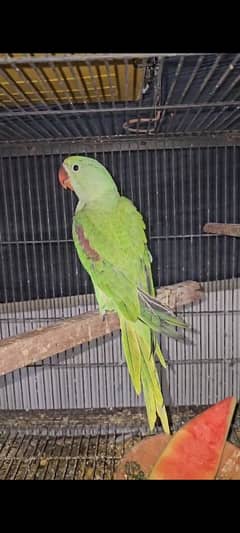 raw jambo size kashmiri chicks