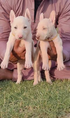 Pure Kohati Gullter Pair Age 2 Month for Sale All Pakistan Cargo