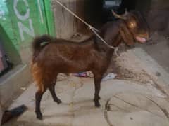 Bakra