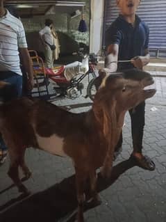 bakra