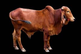 qurbani hissa