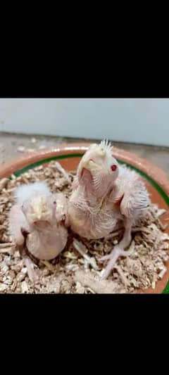 Cream Cocktail chicks