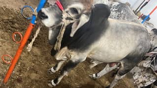 2 Daant Indian Bull.