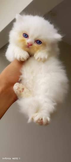 baby cat