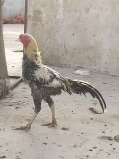 Aseel hen|chick|Aseel murga